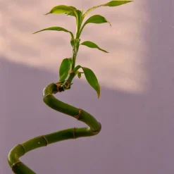 Plant in a Box Geluksbamboe - Set van 6 - Dracaena sanderiana - Hoogte 40-50cm - ⌀2cm