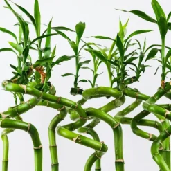 Plant in a Box Geluksbamboe - Set van 6 - Dracaena sanderiana - Hoogte 40-50cm - ⌀2cm