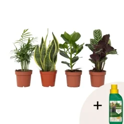 Plant in a Box Gemakkelijke kamerplanten - Set van 4 - Hoogte 25-40cm - ⌀12cm