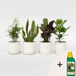 Plant in a Box Gemakkelijke kamerplanten - Set van 4 - Hoogte 25-40cm - ⌀12cm
