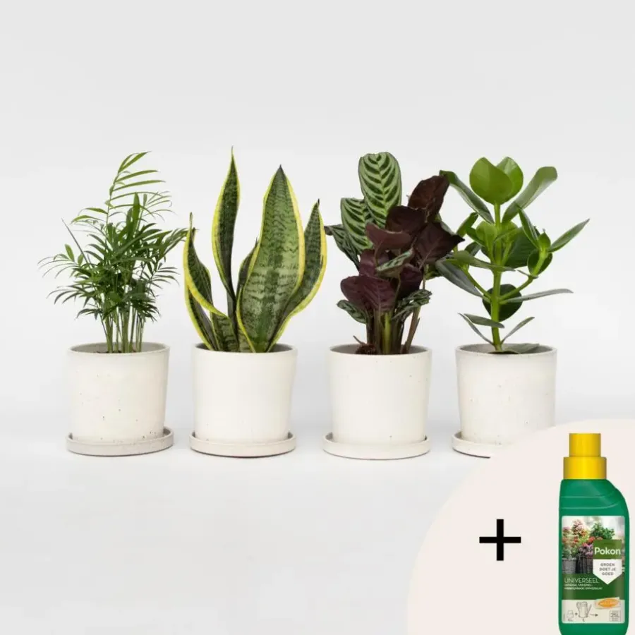 Plant in a Box Gemakkelijke kamerplanten - Set van 4 - Hoogte 25-40cm - ⌀12cm