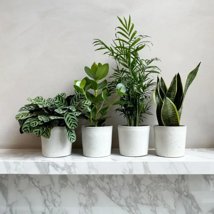 Plant in a Box Gemakkelijke kamerplanten - Set van 4 - Hoogte 25-40cm - ⌀12cm