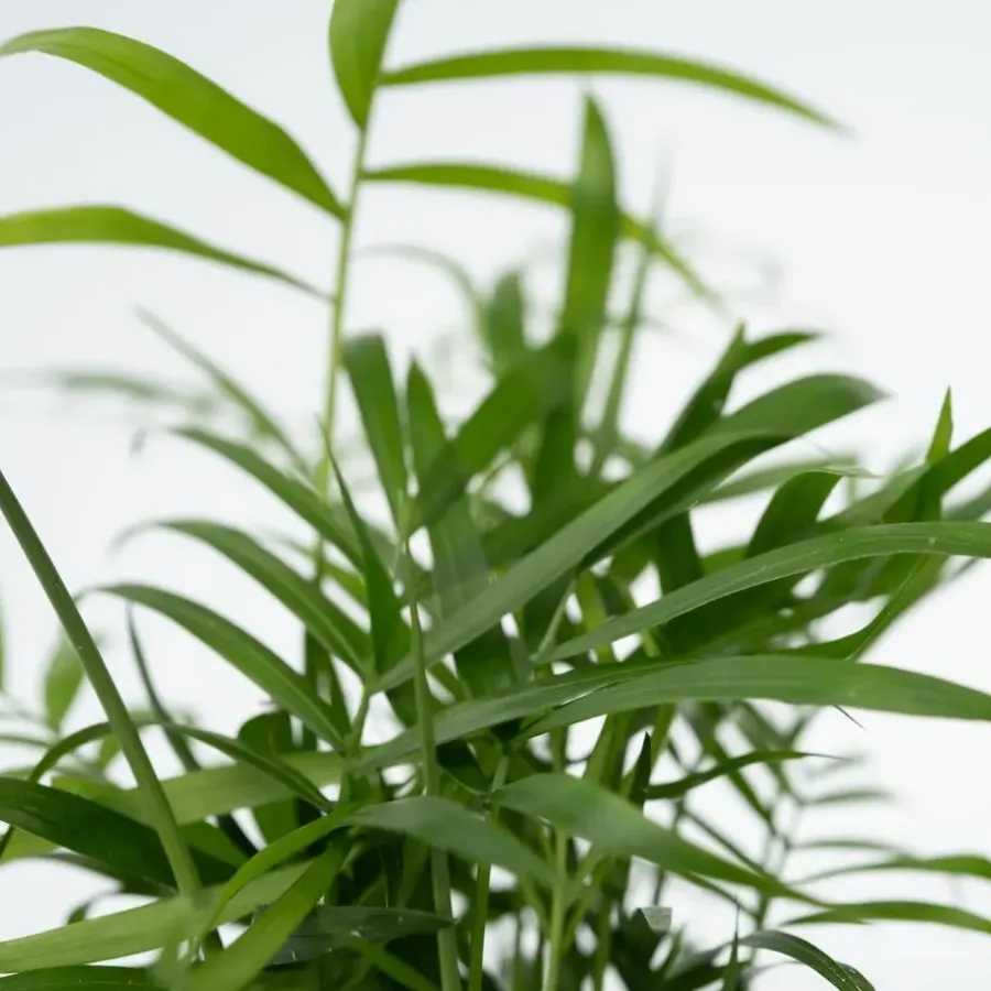 Plant in a Box Gemakkelijke kamerplanten - Set van 4 - Hoogte 25-40cm - ⌀12cm