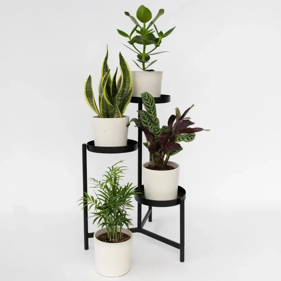 Plant in a Box Gemakkelijke kamerplanten - Set van 4 - Hoogte 25-40cm - ⌀12cm
