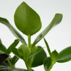Kamerplanten-Plant in a Box Gemakkelijke kamerplanten - Set van 4 - Hoogte 25-40cm - ⌀12cm