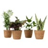 Plant in a Box Gemakkelijke kamerplanten - Set van 4 incl. mand - Hoogte 25-40cm - ⌀12cm