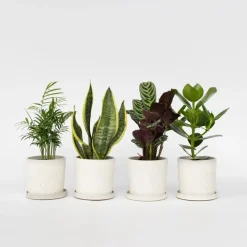 Plant in a Box Gemakkelijke kamerplanten - Set van 4 incl. mand - Hoogte 25-40cm - ⌀12cm