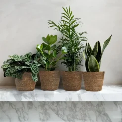 Plant in a Box Gemakkelijke kamerplanten - Set van 4 incl. mand - Hoogte 25-40cm - ⌀12cm