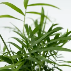 Plant in a Box Gemakkelijke kamerplanten - Set van 4 incl. mand - Hoogte 25-40cm - ⌀12cm