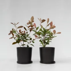 Planten-Plant in a Box Glansmispel - Set van 2 - Photinia fraseri 'Red Robin' - Hoogte 30-40cm - ⌀17cm