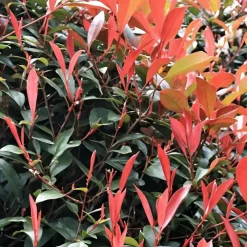 Planten-Plant in a Box Glansmispel - Set van 2 - Photinia fraseri 'Red Robin' - Hoogte 30-40cm - ⌀17cm