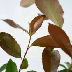 Planten-Plant in a Box Glansmispel - Set van 2 - Photinia fraseri 'Red Robin' - Hoogte 30-40cm - ⌀17cm