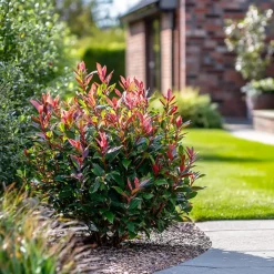 Planten-Plant in a Box Glansmispel - Set van 2 - Photinia fraseri 'Red Robin' - Hoogte 30-40cm - ⌀17cm