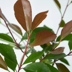 Planten-Plant in a Box Glansmispel - Set van 2 - Photinia fraseri 'Red Robin' - Hoogte 30-40cm - ⌀17cm