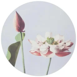 Schilderijen-Reinders Glasschilderij Elegante Bloem - Ø 70cm - Roze