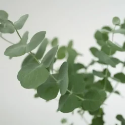 Plant in a Box Gomboom - Set van 4 - Eucalyptus 'Pulverulenta' - Hoogte 25-40cm - ⌀12cm