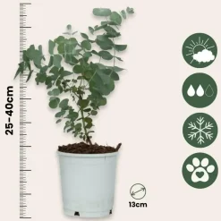 Plant in a Box Gomboom - Set van 4 - Eucalyptus 'Pulverulenta' - Hoogte 25-40cm - ⌀12cm
