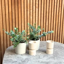 Plant in a Box Gomboom - Set van 4 - Eucalyptus 'Pulverulenta' - Hoogte 25-40cm - ⌀12cm