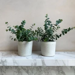 Plant in a Box Gomboom - Set van 2 - Eucalyptus 'Pulverulenta' - Hoogte 25-40cm - ⌀13cm