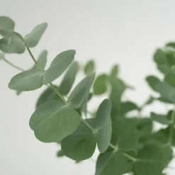 Plant in a Box Gomboom - Set van 2 - Eucalyptus 'Pulverulenta' - Hoogte 25-40cm - ⌀13cm