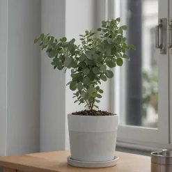 Plant in a Box Gomboom - Set van 2 - Eucalyptus 'Pulverulenta' - Hoogte 25-40cm - ⌀13cm