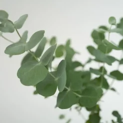 Plant in a Box Gomboom - Set van 2 - Eucalyptus 'Pulverulenta' - Hoogte 25-40cm - ⌀13cm