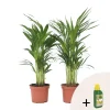 Kamerplanten-Plant in a Box Goudpalm met voeding - Set van 2 - Dypsis lutescens - Hoogte 60-70cm - ⌀17cm