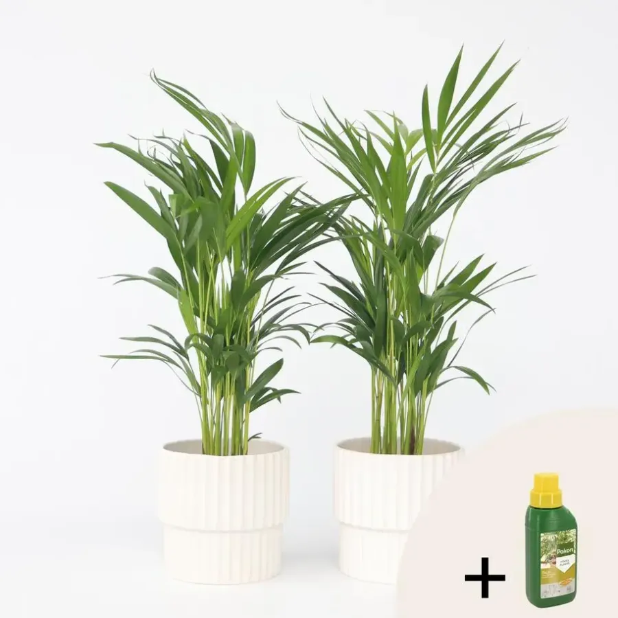 Kamerplanten-Plant in a Box Goudpalm met voeding - Set van 2 - Dypsis lutescens - Hoogte 60-70cm - ⌀17cm