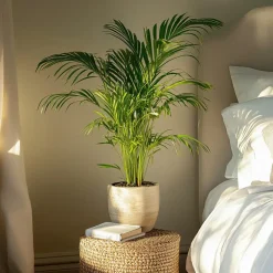 Kamerplanten-Plant in a Box Goudpalm met voeding - Set van 2 - Dypsis lutescens - Hoogte 60-70cm - ⌀17cm