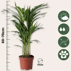 Kamerplanten-Plant in a Box Goudpalm met voeding - Set van 2 - Dypsis lutescens - Hoogte 60-70cm - ⌀17cm