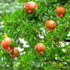 Planten|Bomen-Plant in a Box Granaatappel - Set van 3 - Punica granatum - Hoogte 25-40cm - ⌀9cm