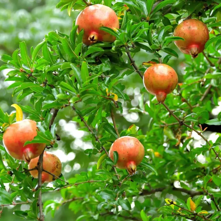 Planten|Bomen-Plant in a Box Granaatappel - Set van 3 - Punica granatum - Hoogte 25-40cm - ⌀9cm