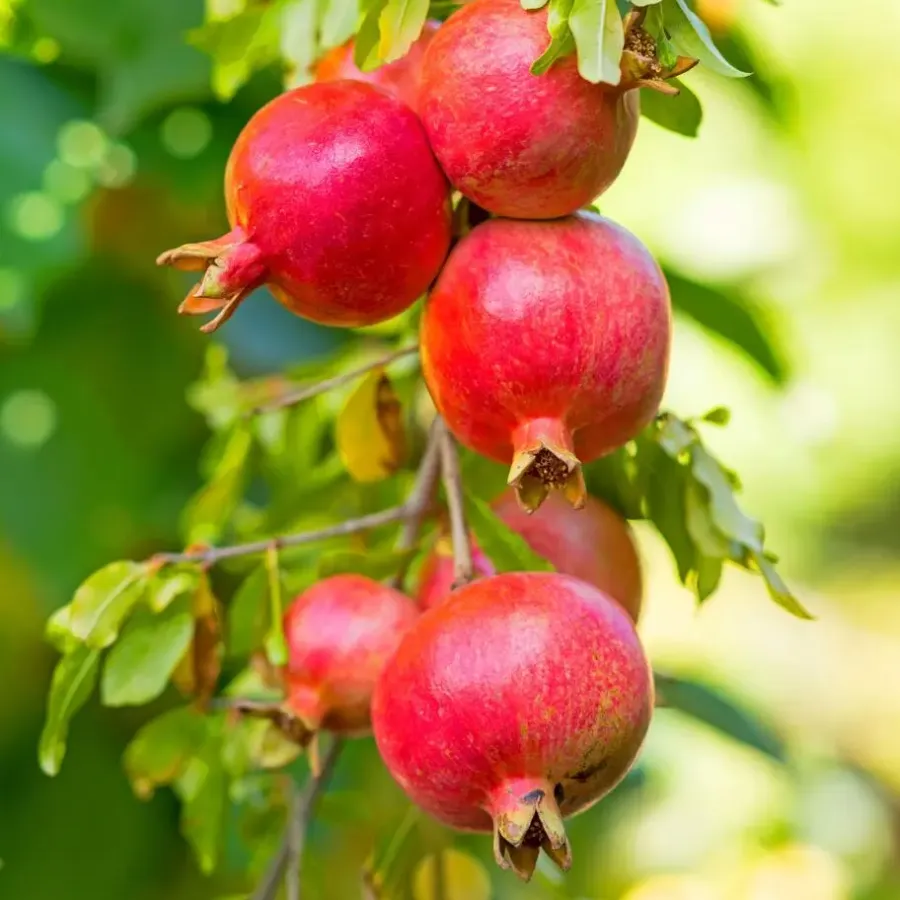 Planten|Bomen-Plant in a Box Granaatappel - Set van 3 - Punica granatum - Hoogte 25-40cm - ⌀9cm