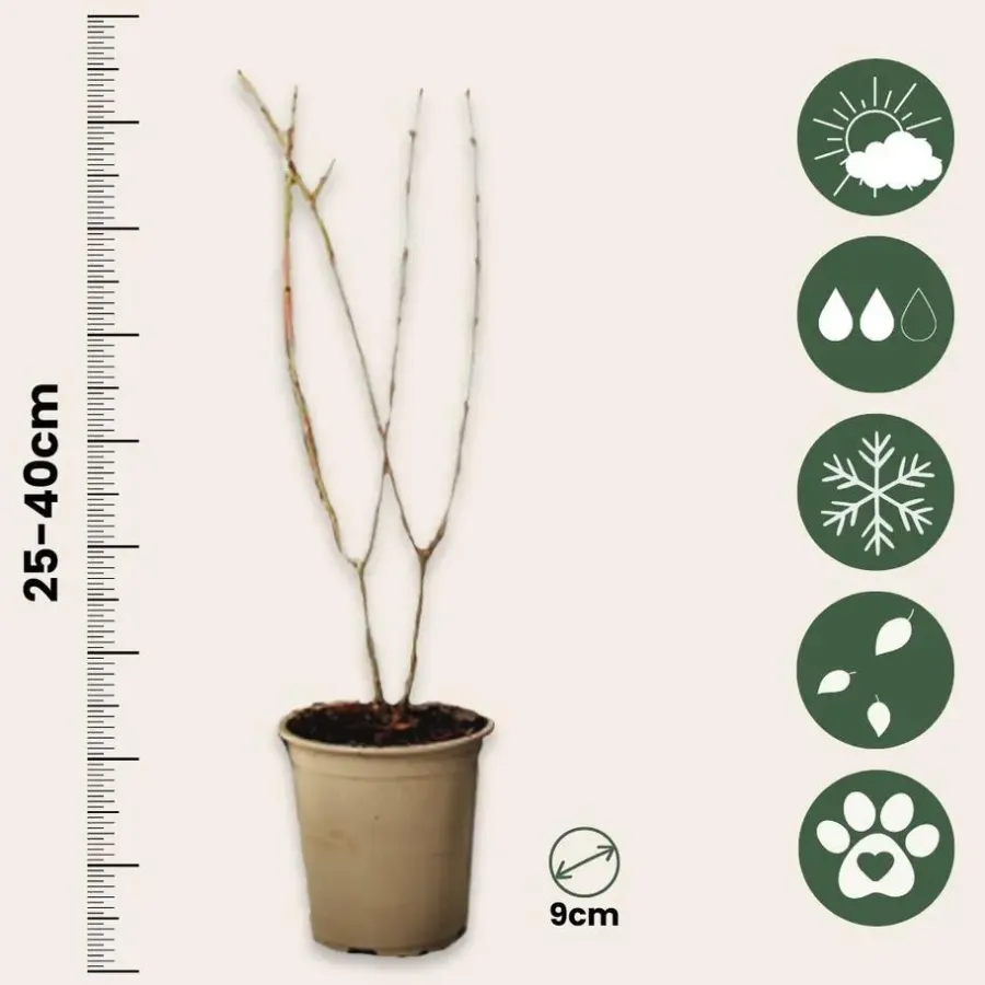Planten|Bomen-Plant in a Box Granaatappel - Set van 3 - Punica granatum - Hoogte 25-40cm - ⌀9cm