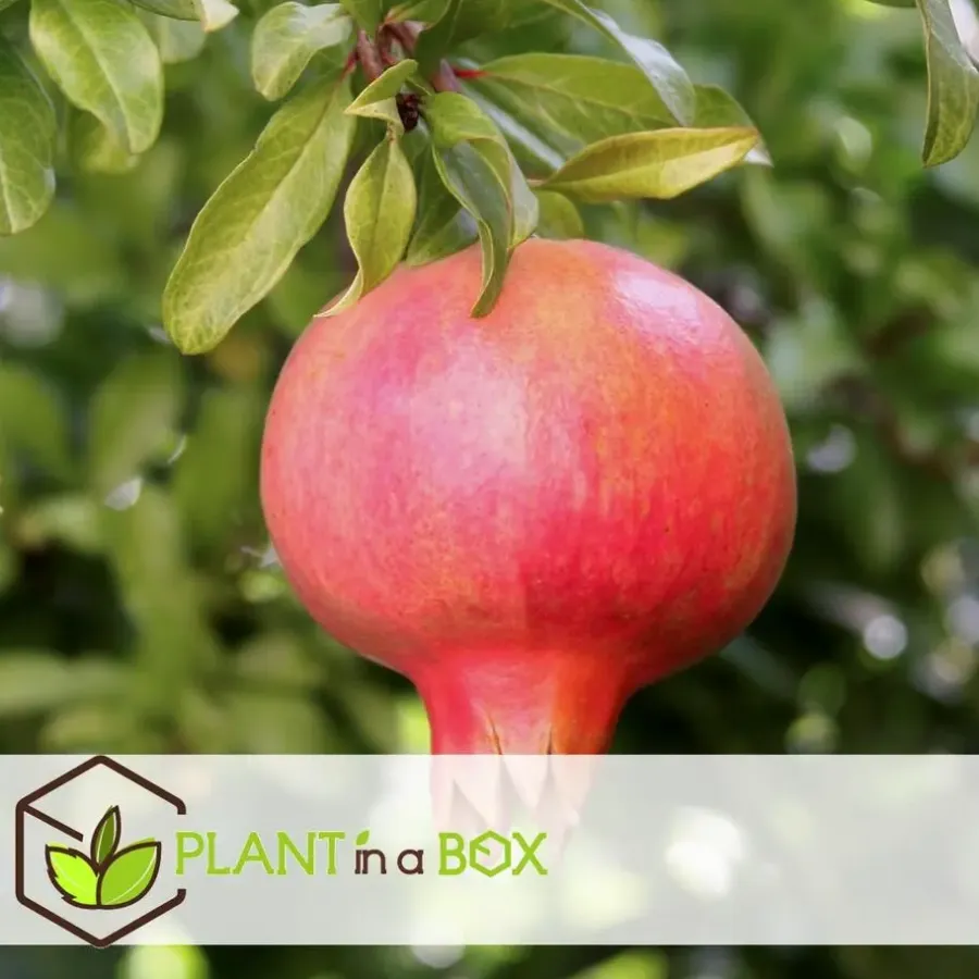 Planten|Bomen-Plant in a Box Granaatappel - Set van 3 - Punica granatum - Hoogte 25-40cm - ⌀9cm