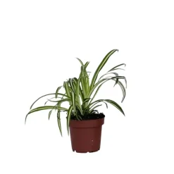 Plant in a Box Graslelie - Chlorophytum comosum 'Atlantic' - Hoogte 25-40cm - ⌀12cm
