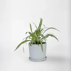 Plant in a Box Graslelie - Chlorophytum comosum 'Atlantic' - Hoogte 25-40cm - ⌀12cm