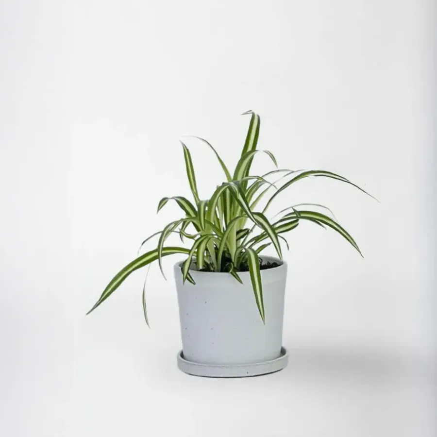 Plant in a Box Graslelie - Chlorophytum comosum 'Atlantic' - Hoogte 25-40cm - ⌀12cm