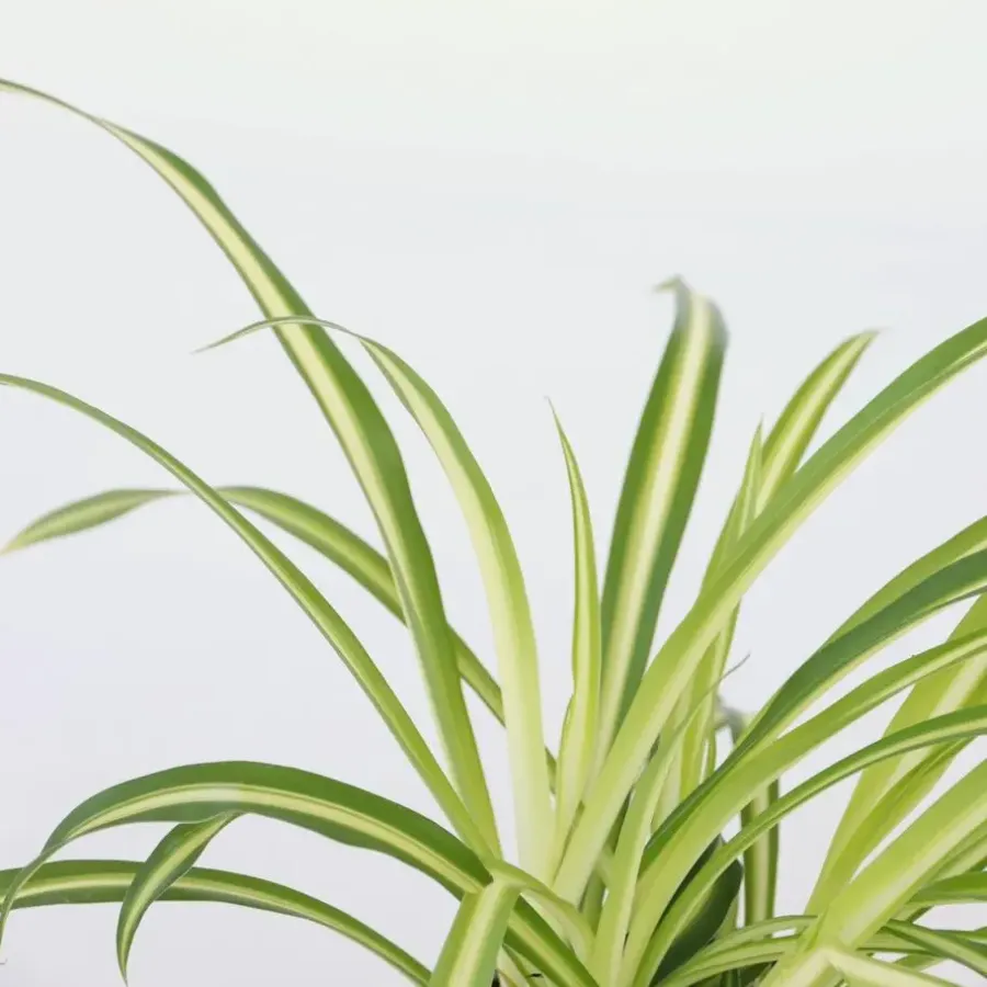 Plant in a Box Graslelie - Chlorophytum comosum 'Atlantic' - Hoogte 25-40cm - ⌀12cm