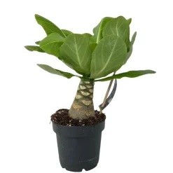 Kamerplanten-Plant in a Box Hawaiipalm - Brighamia insignis - Hoogte 25-35cm - Pot 12cm