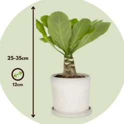 Kamerplanten-Plant in a Box Hawaiipalm - Brighamia insignis - Hoogte 25-35cm - Pot 12cm