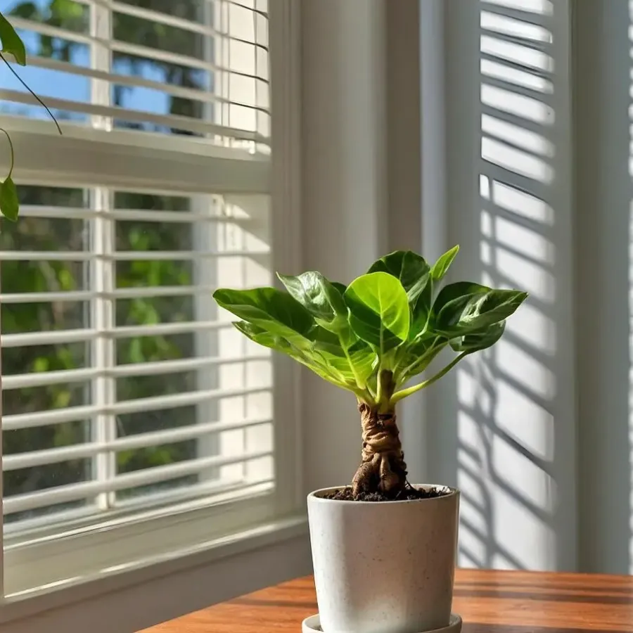 Kamerplanten-Plant in a Box Hawaiipalm - Set van 2 - Brighamia 'Insignis' - Hoogte 25-35cm - ⌀12cm