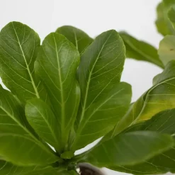 Kamerplanten-Plant in a Box Hawaiipalm - Set van 2 - Brighamia 'Insignis' - Hoogte 25-35cm - ⌀12cm