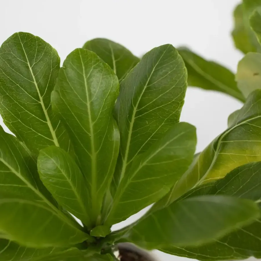 Kamerplanten-Plant in a Box Hawaiipalm - Set van 2 - Brighamia 'Insignis' - Hoogte 25-35cm - ⌀12cm