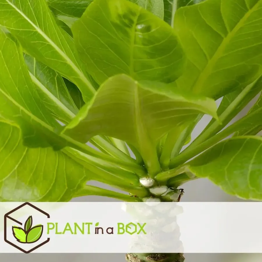 Kamerplanten-Plant in a Box Hawaiipalm - Set van 2 - Brighamia 'Insignis' - Hoogte 25-35cm - ⌀12cm
