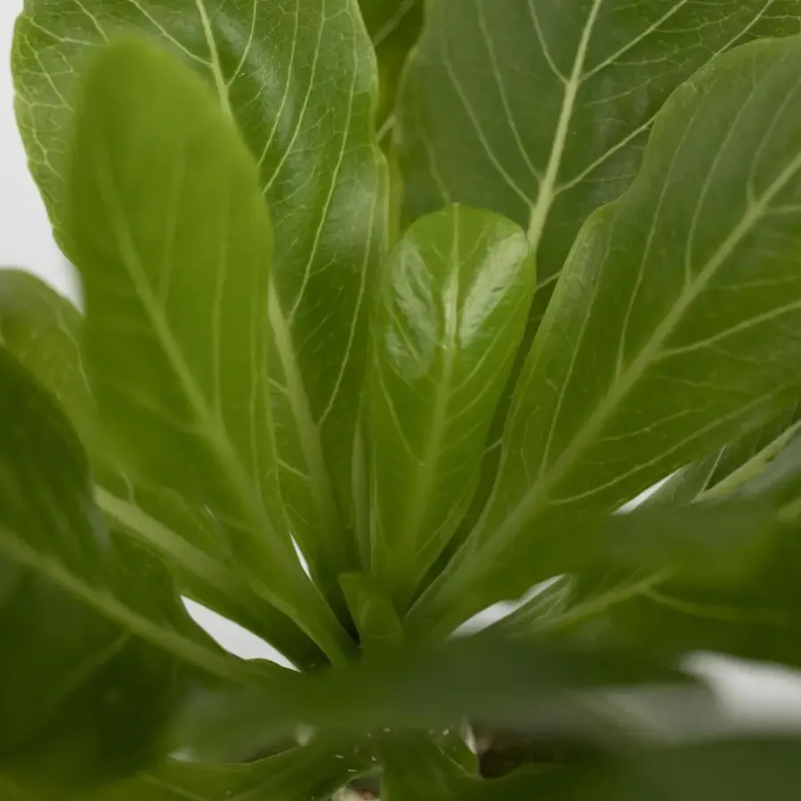 Kamerplanten-Plant in a Box Hawaiipalm - Set van 2 - Brighamia 'Insignis' - Hoogte 25-35cm - ⌀12cm