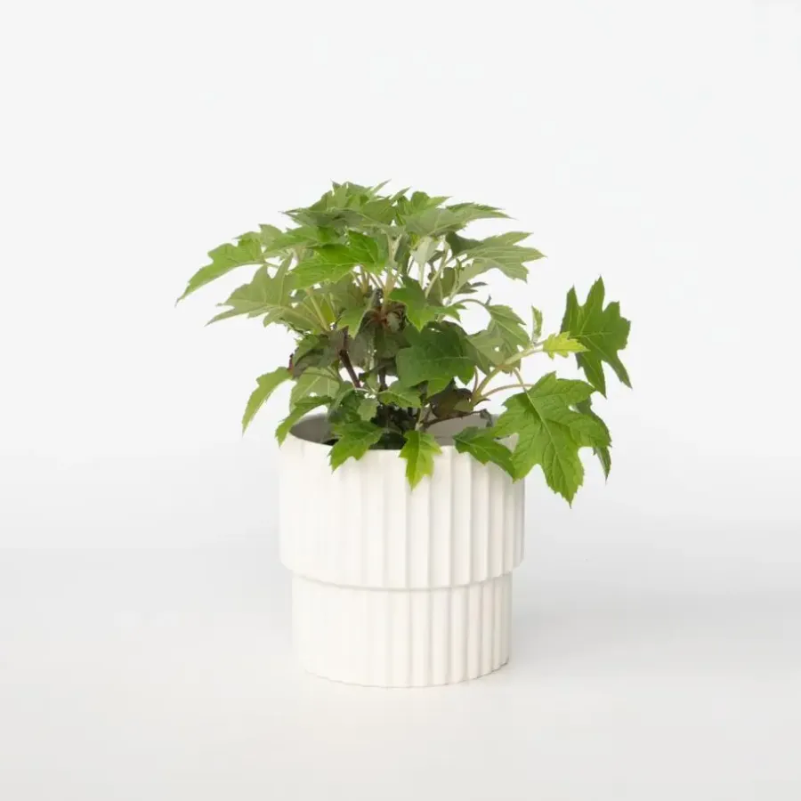 Tuinplanten-Plant in a Box Hortensia - Hydrangea quercifolia 'Toy Soldier' - Hoogte 25-40cm - ⌀19cm