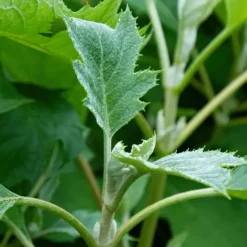 Planten|Tuinplanten-Plant in a Box Hortensia - Hydrangea quercifolia 'Ice Crystal' - Hoogte 25-40cm - ⌀19cm