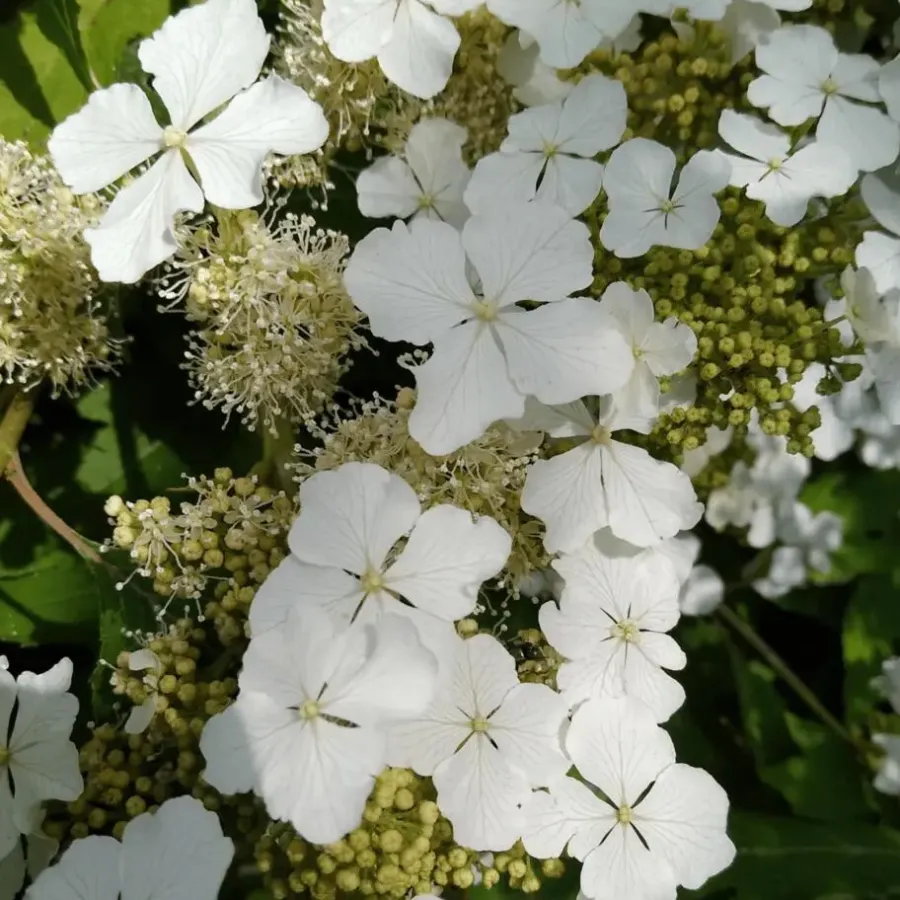 Planten|Tuinplanten-Plant in a Box Hortensia - Hydrangea quercifolia 'Ice Crystal' - Hoogte 25-40cm - ⌀19cm