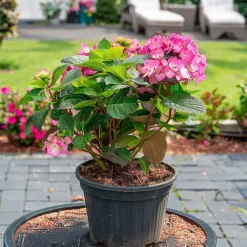 Plant in a Box Hortensia - Hydrangea serrata 'Dare Devil' - Hoogte 25-40cm - ⌀19cm